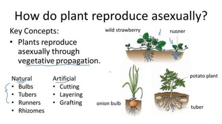 Are all plantlets identical to each other?