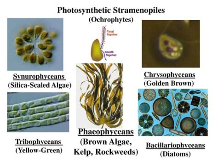 Are all stramenopiles photosynthetic?
