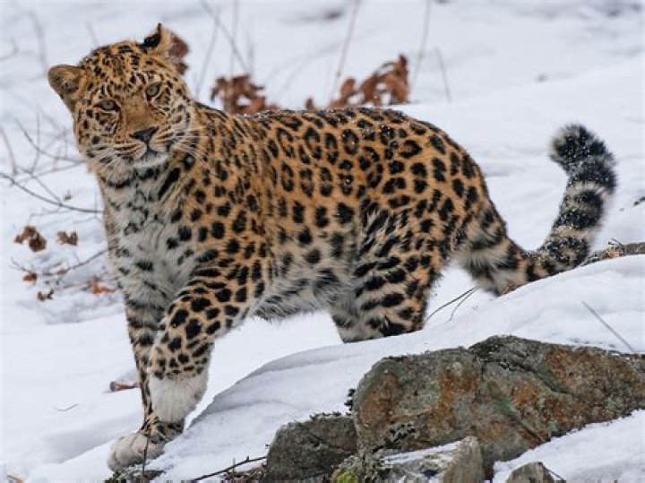 Are amur leopards endangered?