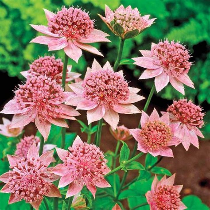 Are astrantia good for bees?