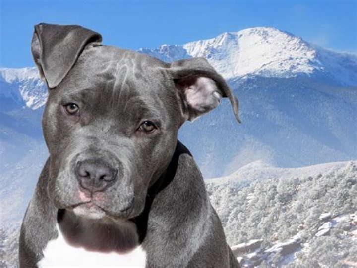 Are blue nose pitbulls aggressive?