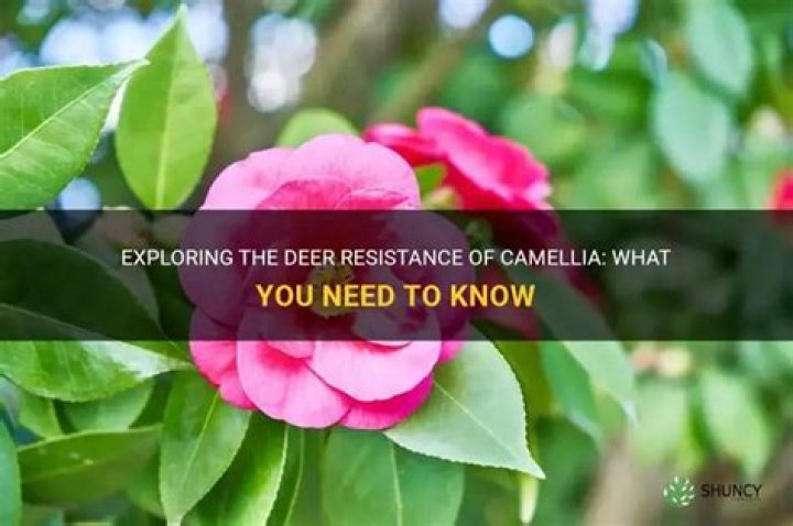 Are camellia deer resistant?