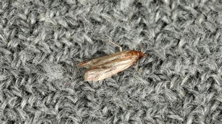 Are carpet moths covered by insurance?