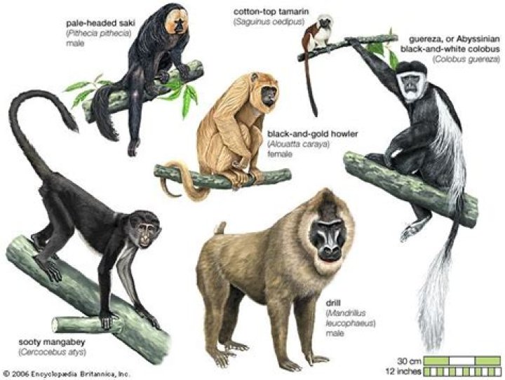 Are catarrhines old world monkeys?