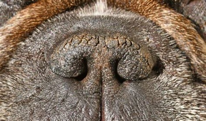 Are cavaliers snub nosed?