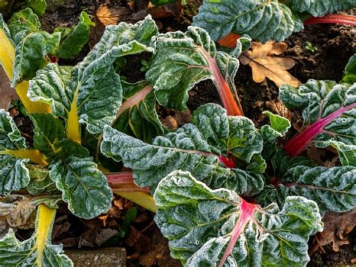 Are chard frost hardy?