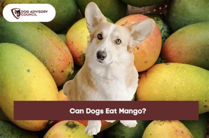Are dogs allowed mango?