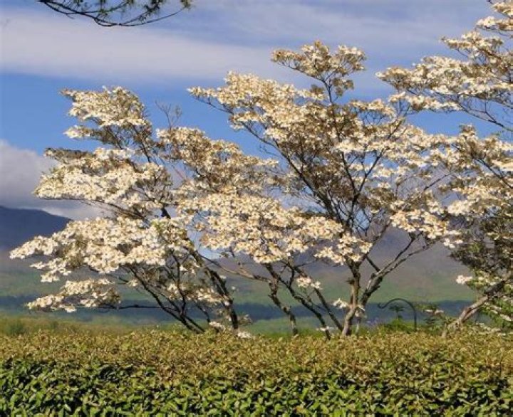 Are dogwood trees poisonous to dogs?