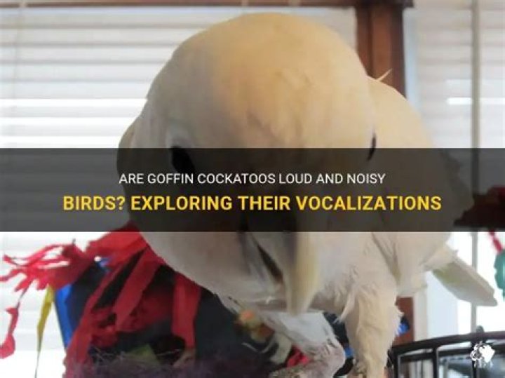 Are goffin cockatoos loud?
