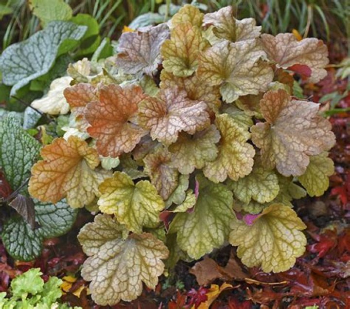Are heuchera poisonous to dogs?
