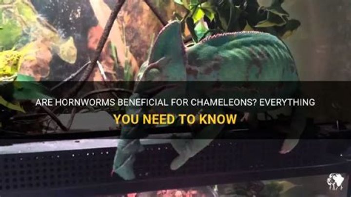 Are hornworms good for chameleons?