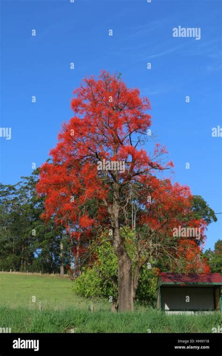 Are illawarra flame trees deciduous?