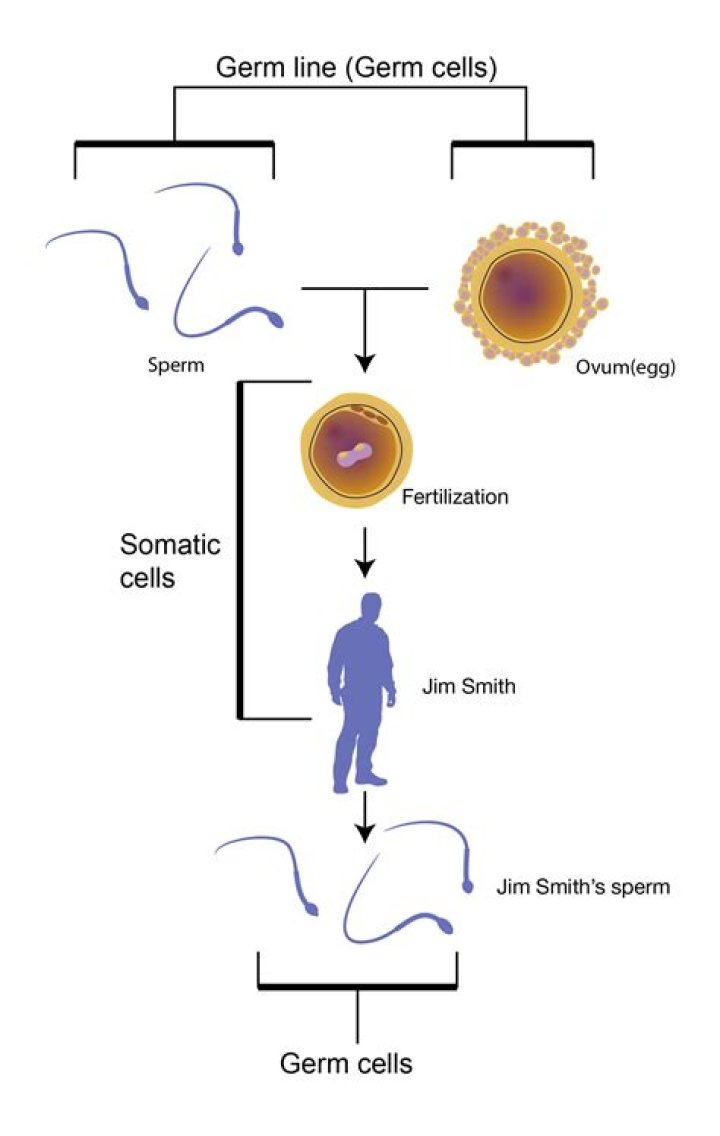 Are in a somatic cell?