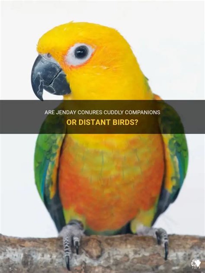 Are jenday conures cuddly?