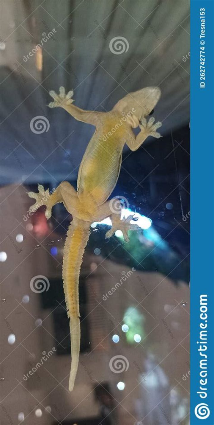 Are lizards attracted to light?