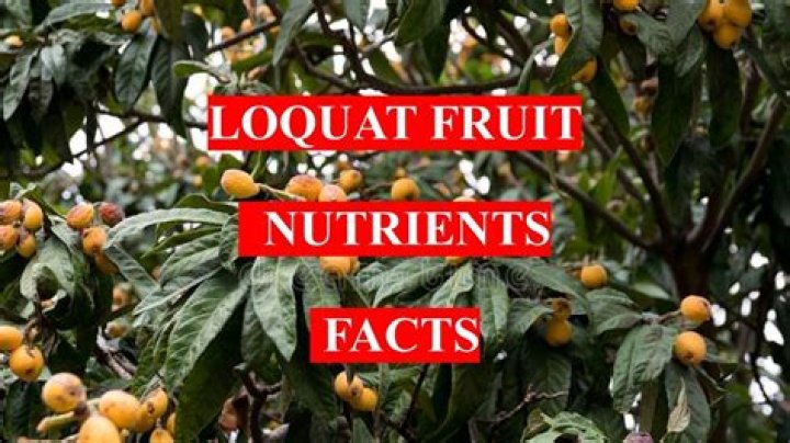 Are loquats good for you?