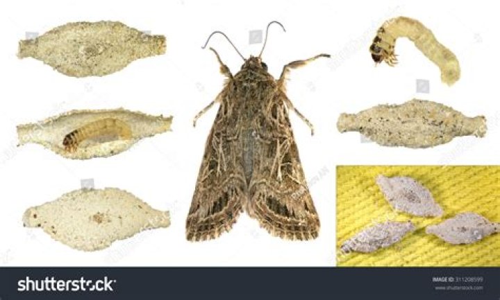 Are moth larvae herbivores?