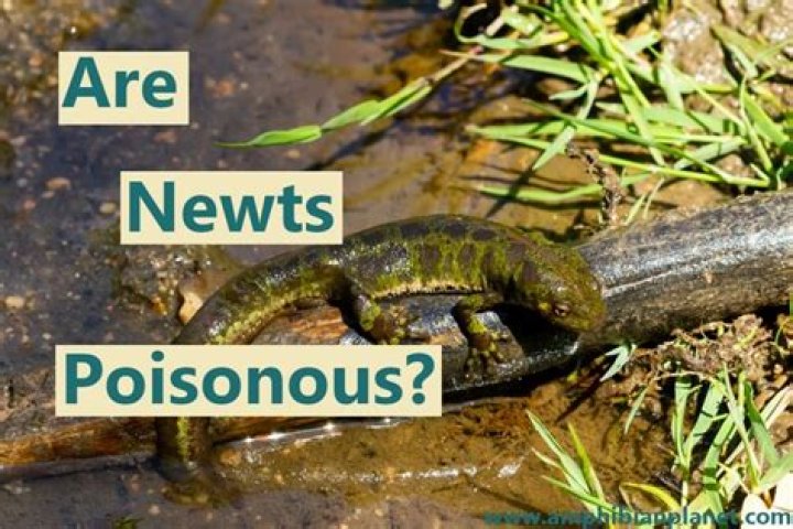 Are newts poisonous uk?