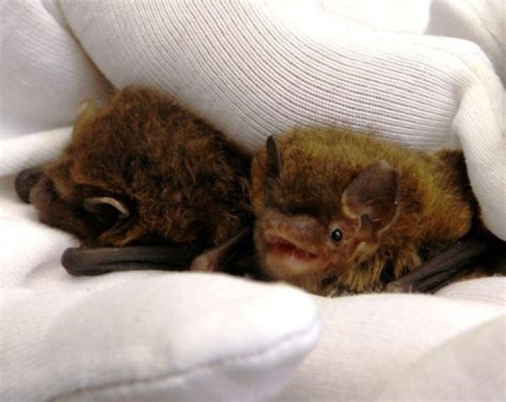 Are pipistrelle bats solitary?