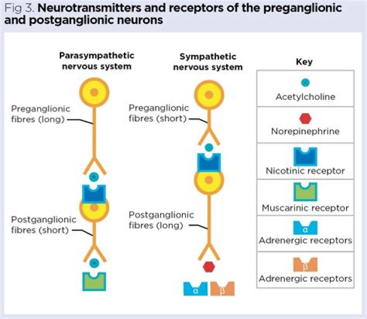 Are preganglionic axons unmyelinated?