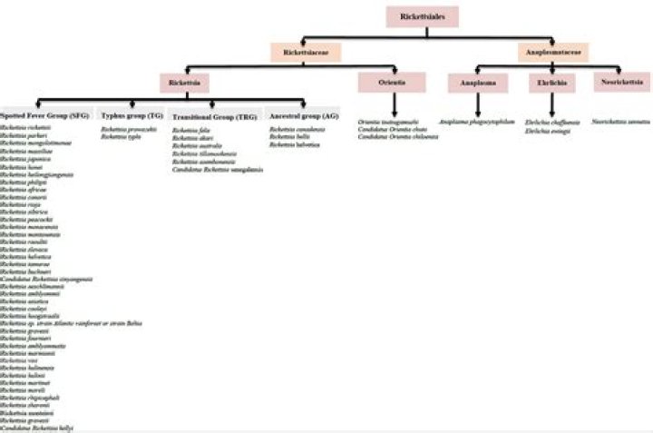 Are rickettsial diseases contagious?