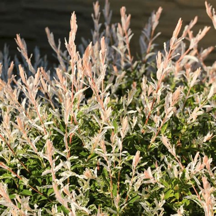 Are salix integra roots invasive?