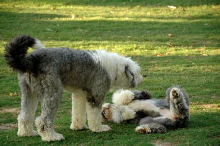 Are sheepdogs born with tails?