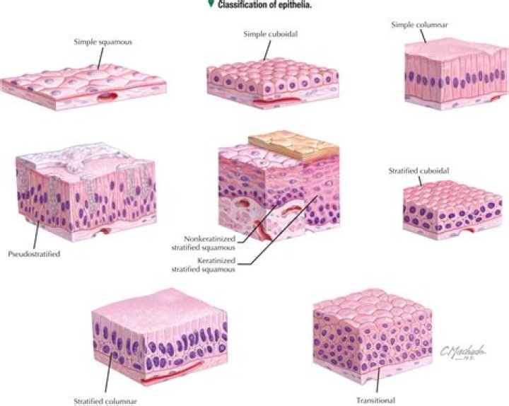 Are squamous cells flattened and scalelike when mature?