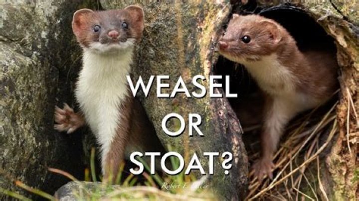 Are stoats and weasels the same thing?