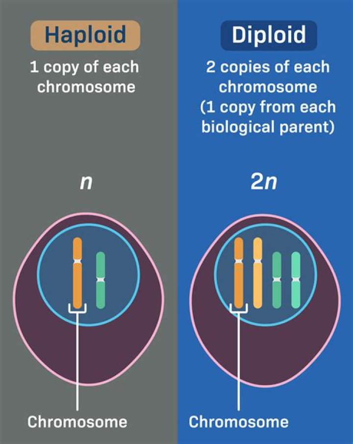 Are strobili haploid or diploid?