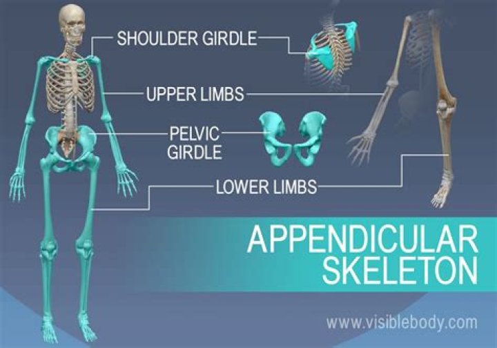 Are the bones that form the extremities?