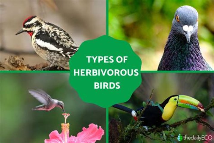 Are there any herbivorous birds?