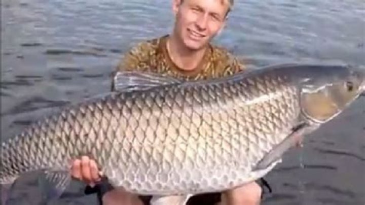 Are there mutated fish in chernobyl?