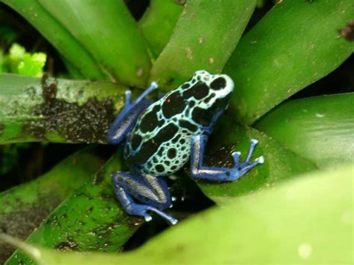 Are tree frogs poisonous to humans?