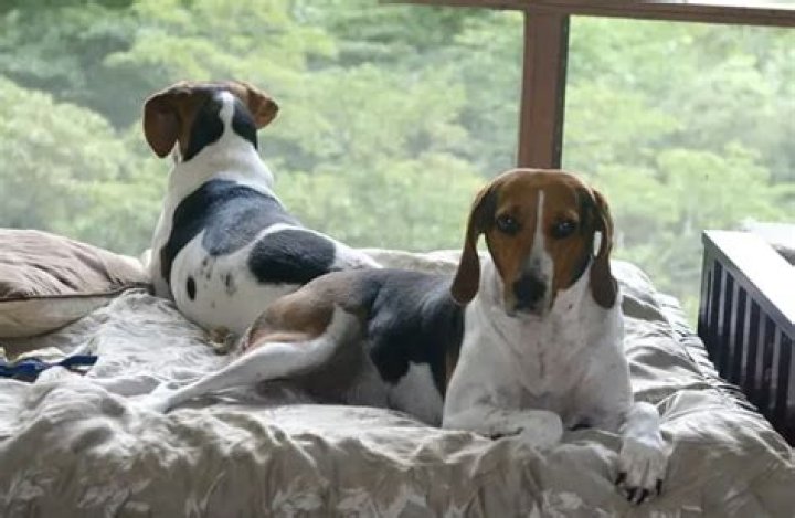 Are treeing walker coonhounds good family pets?