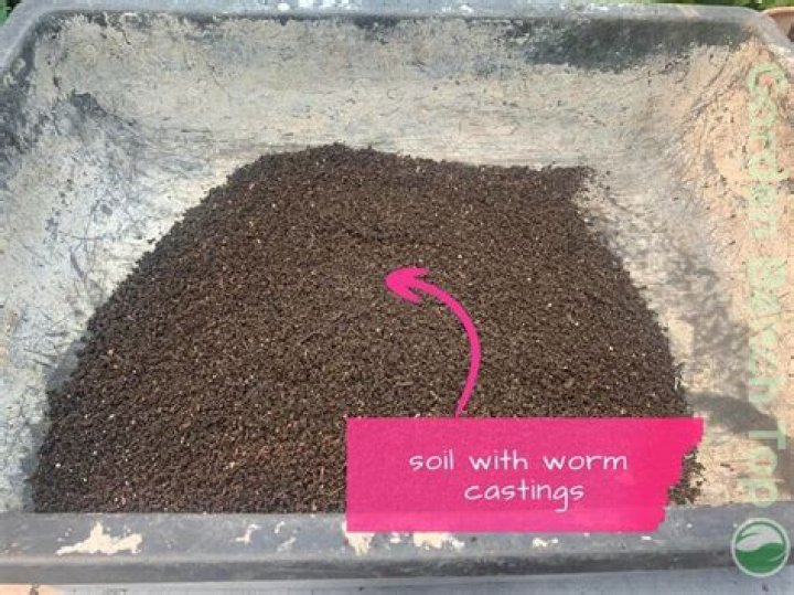 Are worm castings soil?