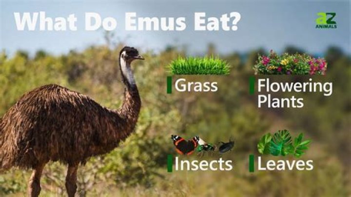 At do emus feed on?
