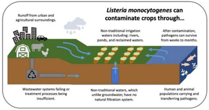 At what temperature does listeria die?