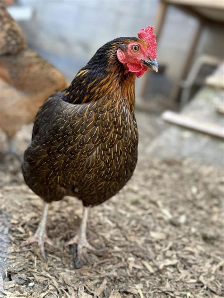 Can a hen crow?
