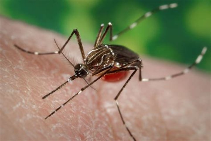 Can aedes aegypti cause malaria?