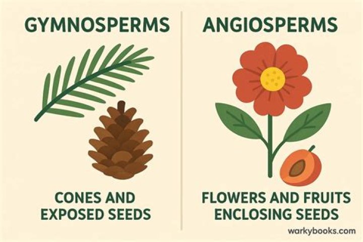 Can be found in both gymnosperms and angiosperms?