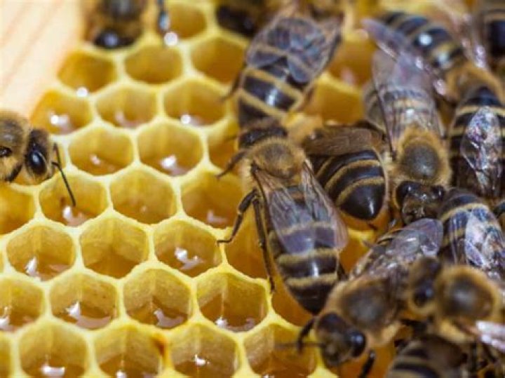 Can bees make colored honey?