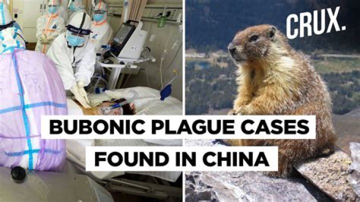 Can bubonic plague kill you?