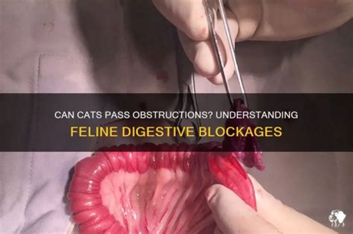 Can cats pass obstructions?