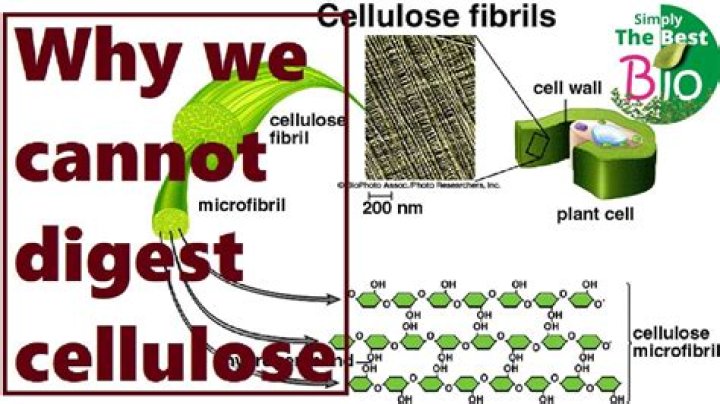 Can cellulose be digested?