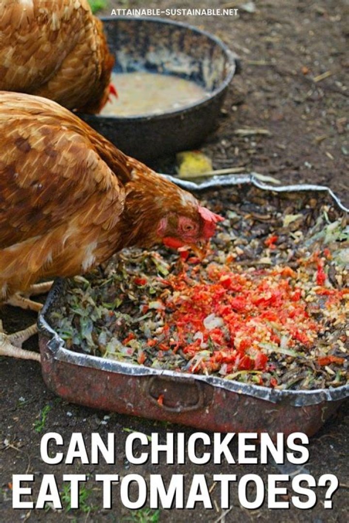Can chickens eat tomatoes?