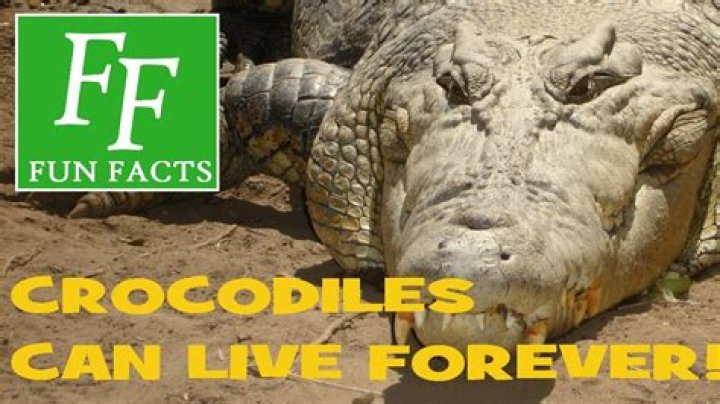 Can crocodiles live forever?