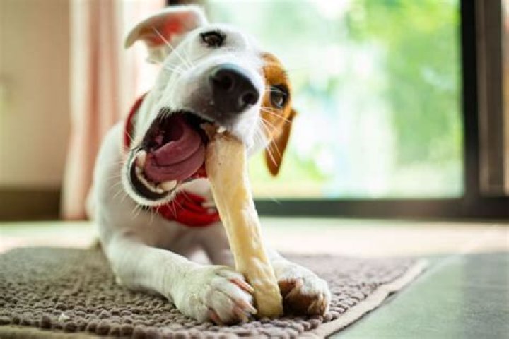 Can dogs eat bones?
