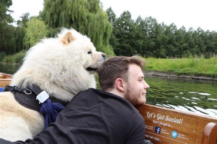 Can dogs go punting in cambridge?