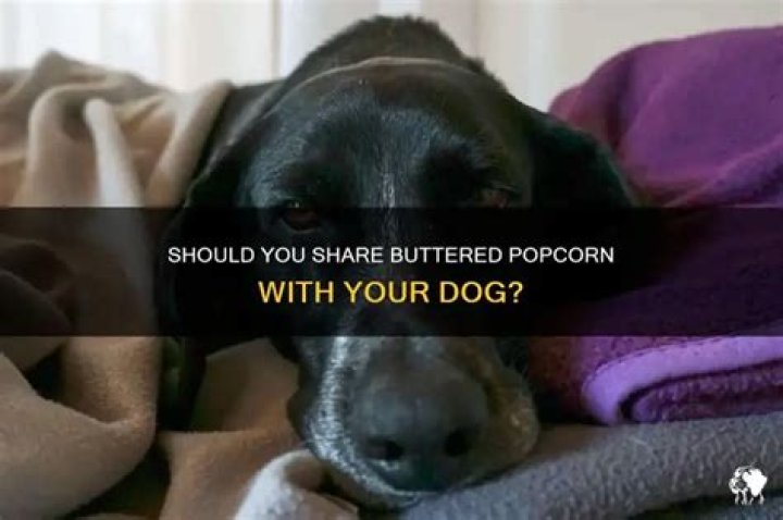 Can dogs have buttered popcorn?